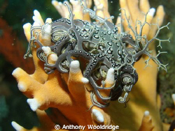 Basket star perched on a head of Noble Coral. 
Taken in ... by Anthony Wooldridge 